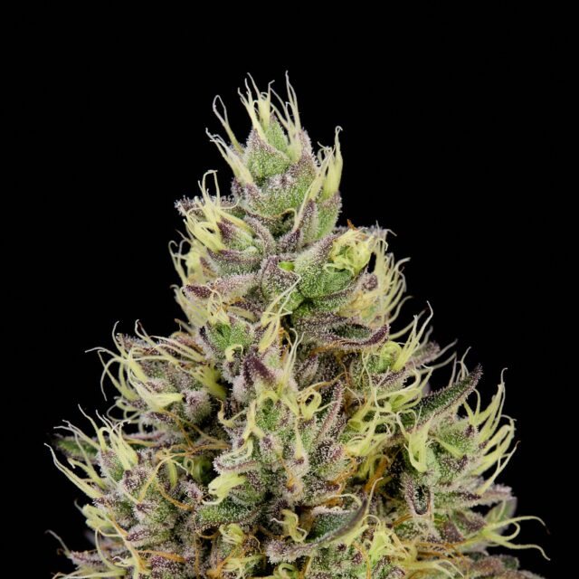 Gorilla Glue #4 x Apple Fritter feminizada de Alpha Seeds