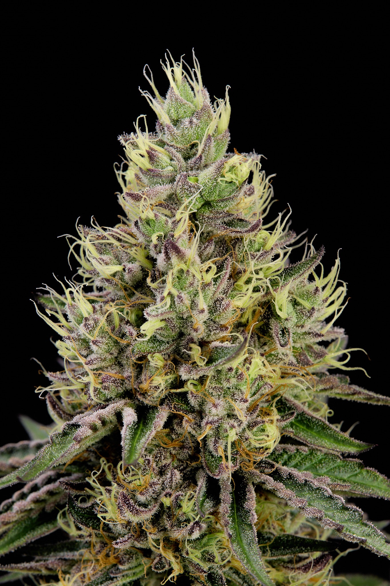 Gorilla Glue #4 x Apple Fritter feminizada de Alpha Seeds