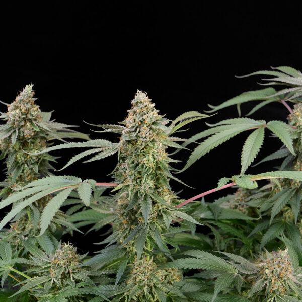 Gorilla Zkittlez feminizada de Alpha Seeds