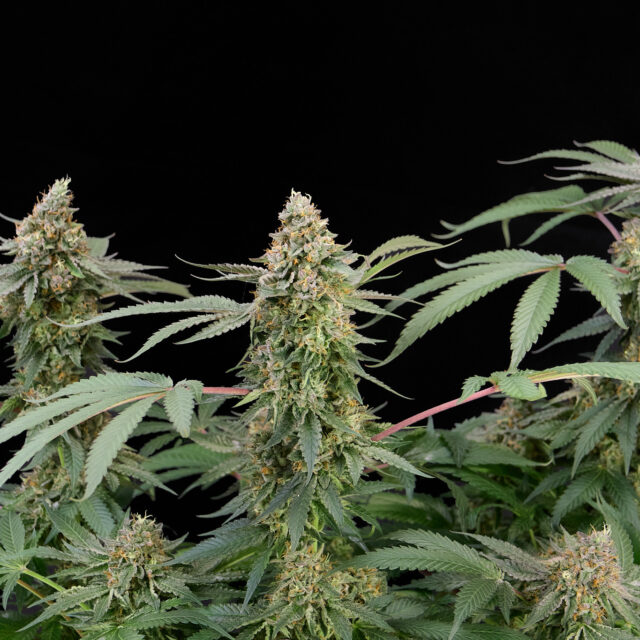 Gorilla Zkittlez feminizada de Alpha Seeds