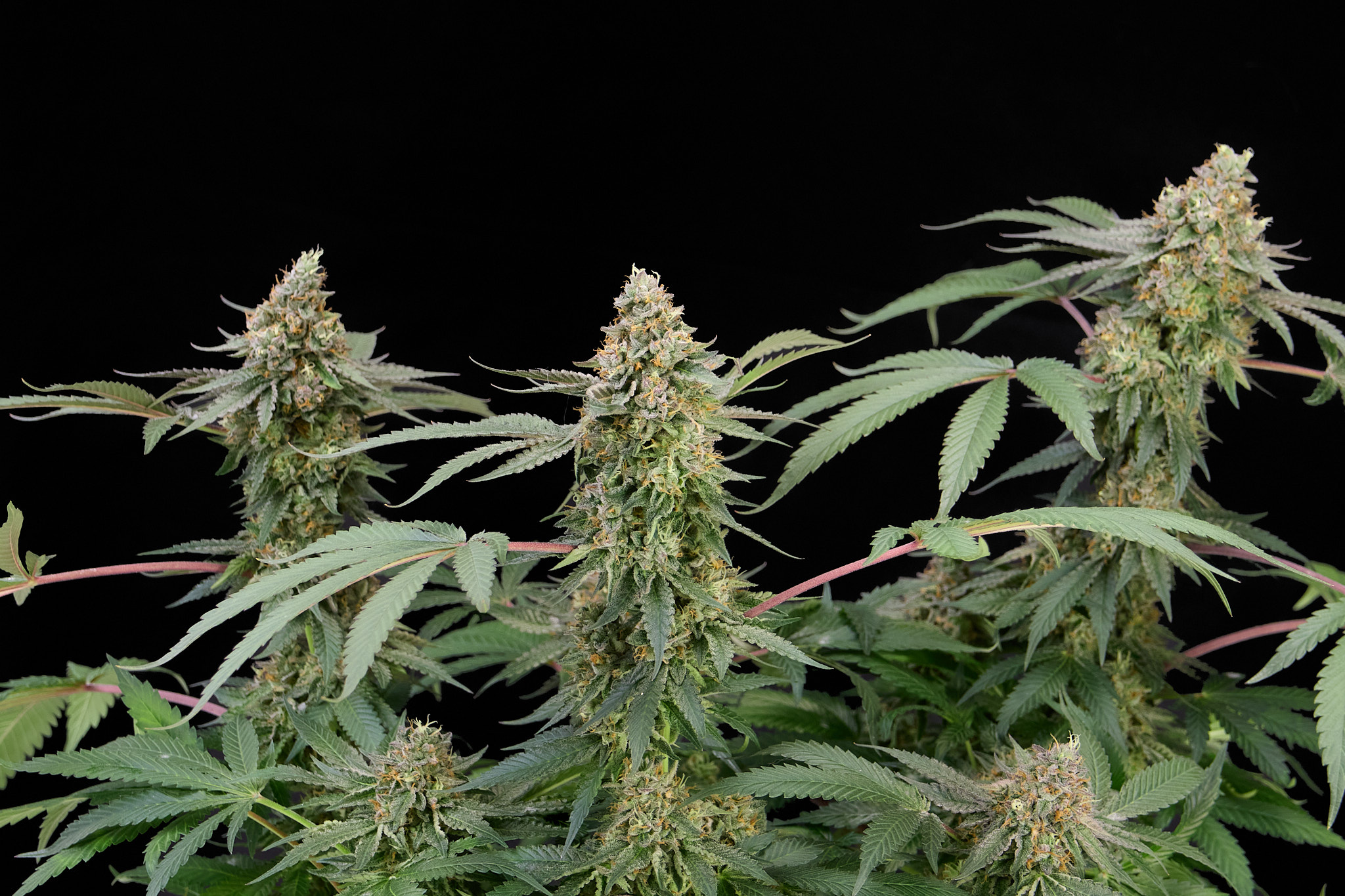 Gorilla Zkittlez feminizada de Alpha Seeds
