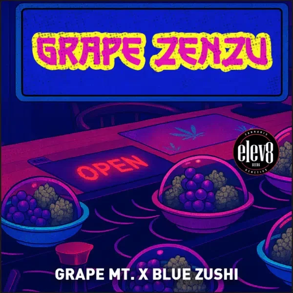 Grape Zenzu feminizada de Elev8 Seeds