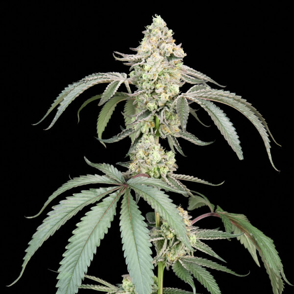 Guava Gelato feminizada de Alpha Seeds