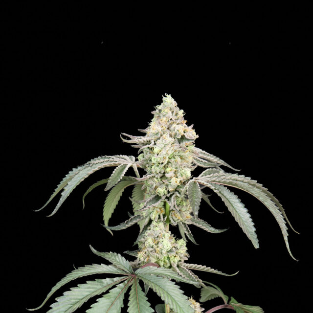 Guava Gelato feminizada de Alpha Seeds