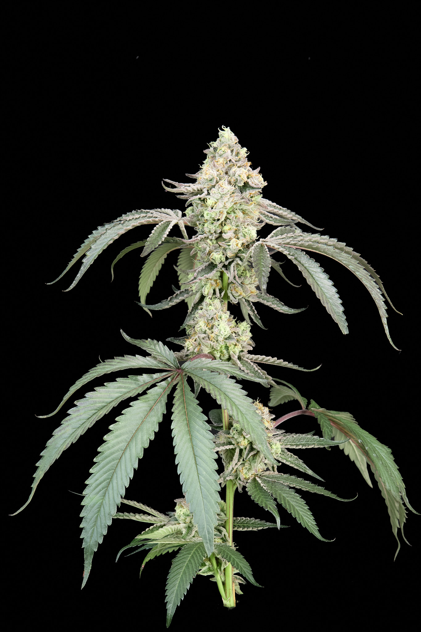 Guava Gelato feminizada de Alpha Seeds