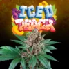 Iced Peach feminizada de Perfect Tree