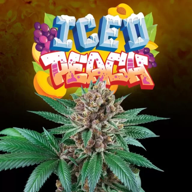 Iced Peach feminizada de Perfect Tree