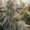 Johnny 4 Scoops feminizada de Elev8 Seeds