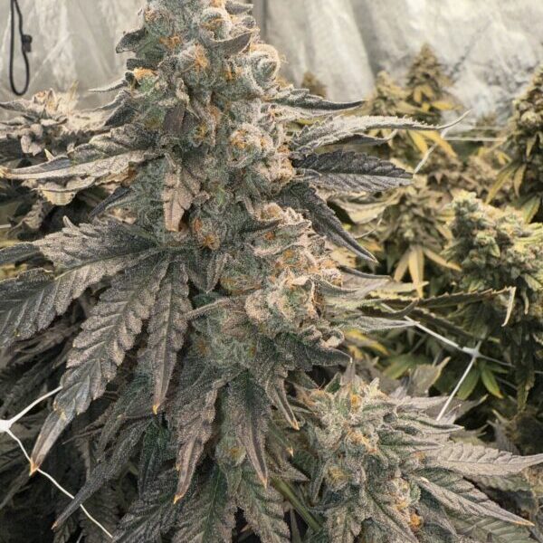 Johnny 4 Scoops feminizada de Elev8 Seeds