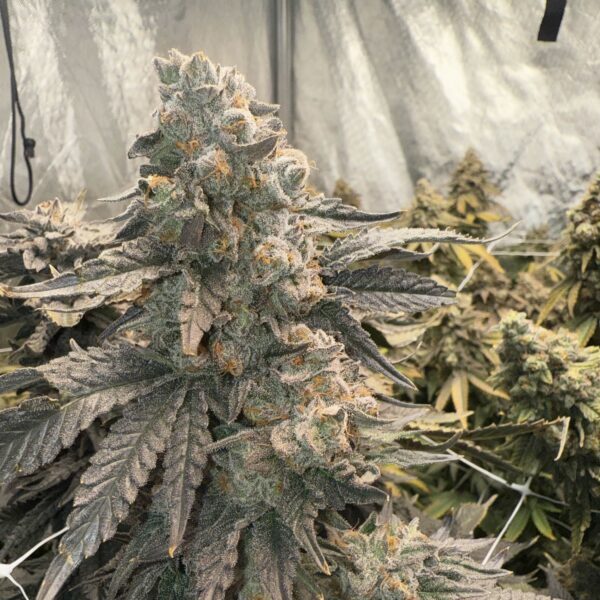 Johnny 4 Scoops feminizada de Elev8 Seeds