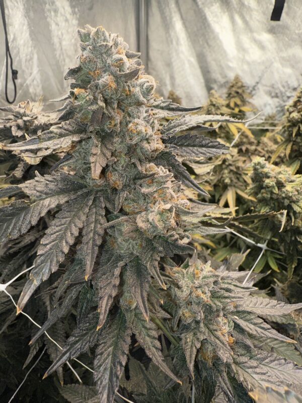 Johnny 4 Scoops feminizada de Elev8 Seeds
