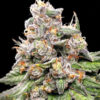 King Payton feminizada de Elev8 Seeds