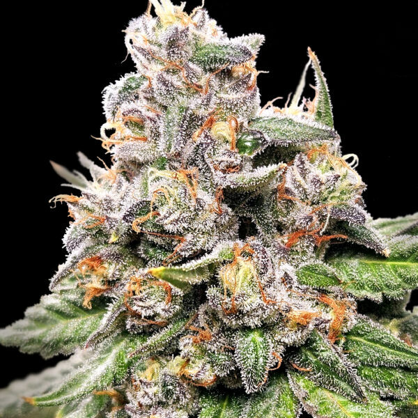 King Payton feminizada de Elev8 Seeds