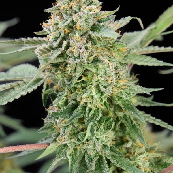 L.A. Baker x Lemon Cherry Gelato feminizada de Alpha Seeds