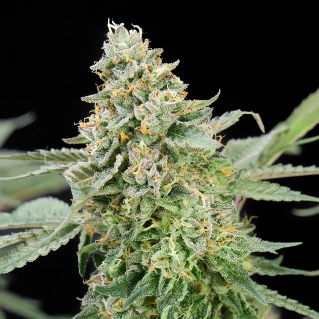 L.A. Baker x Lemon Cherry Gelato feminizada de Alpha Seeds