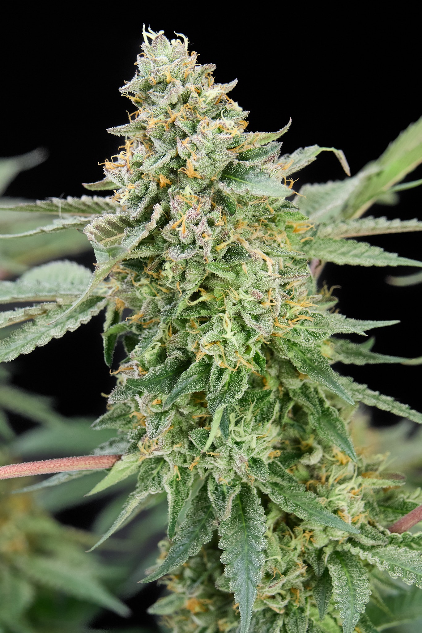 L.A. Baker x Lemon Cherry Gelato feminizada de Alpha Seeds
