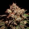 Lady Lemone feminizada de Elev8 Seeds