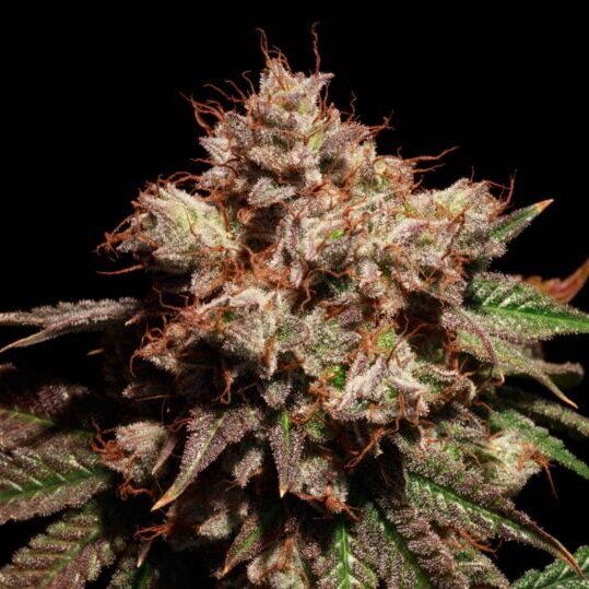 Lady Lemone feminizada de Elev8 Seeds