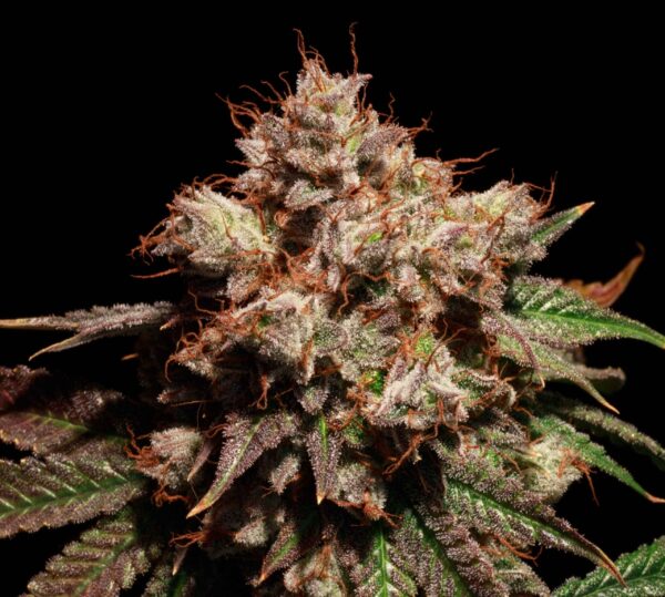 Lady Lemone feminizada de Elev8 Seeds