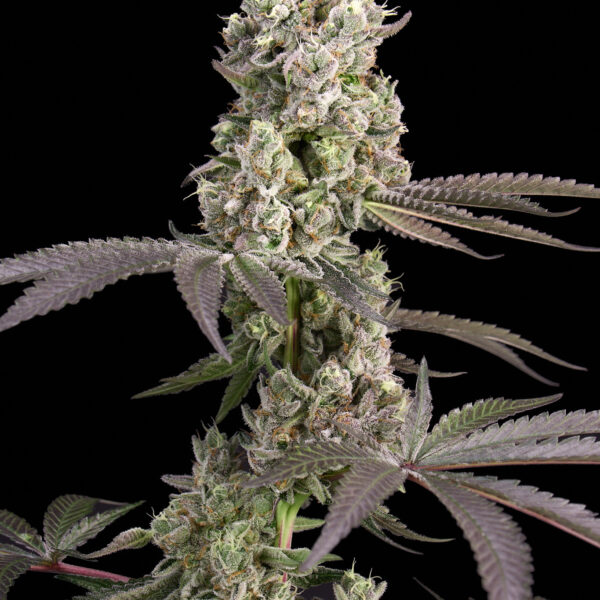 Lemon Cherry Gelato feminizada de Alpha Seeds