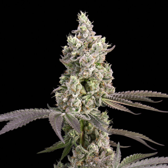 Lemon Cherry Gelato feminizada de Alpha Seeds