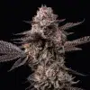 Lemon Cherry Gelato x Berniehana Butter feminizada de Cookies Seed Bank