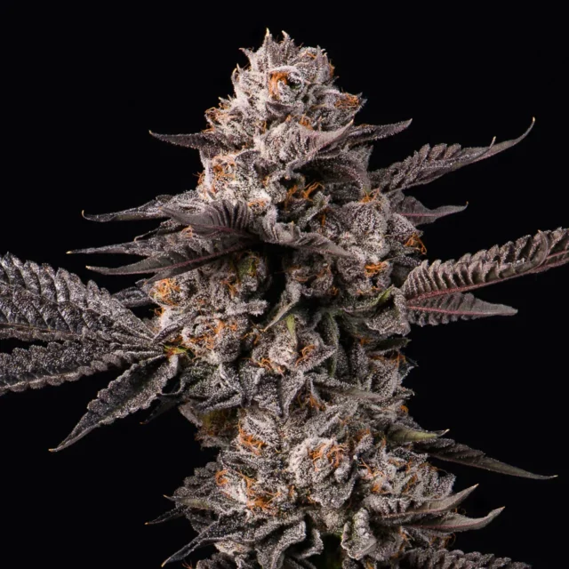 Lemon Cherry Gelato x Berniehana Butter feminizada de Cookies Seed Bank