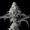 Lemon Cherry Gelato x Triple Scoop feminizada de Cookies Seed Bank