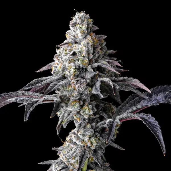 Lemon Cherry Gelato x Triple Scoop feminizada de Cookies Seed Bank