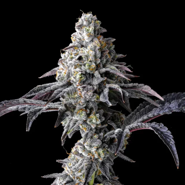 Lemon Cherry Gelato x Triple Scoop feminizada de Cookies Seed Bank