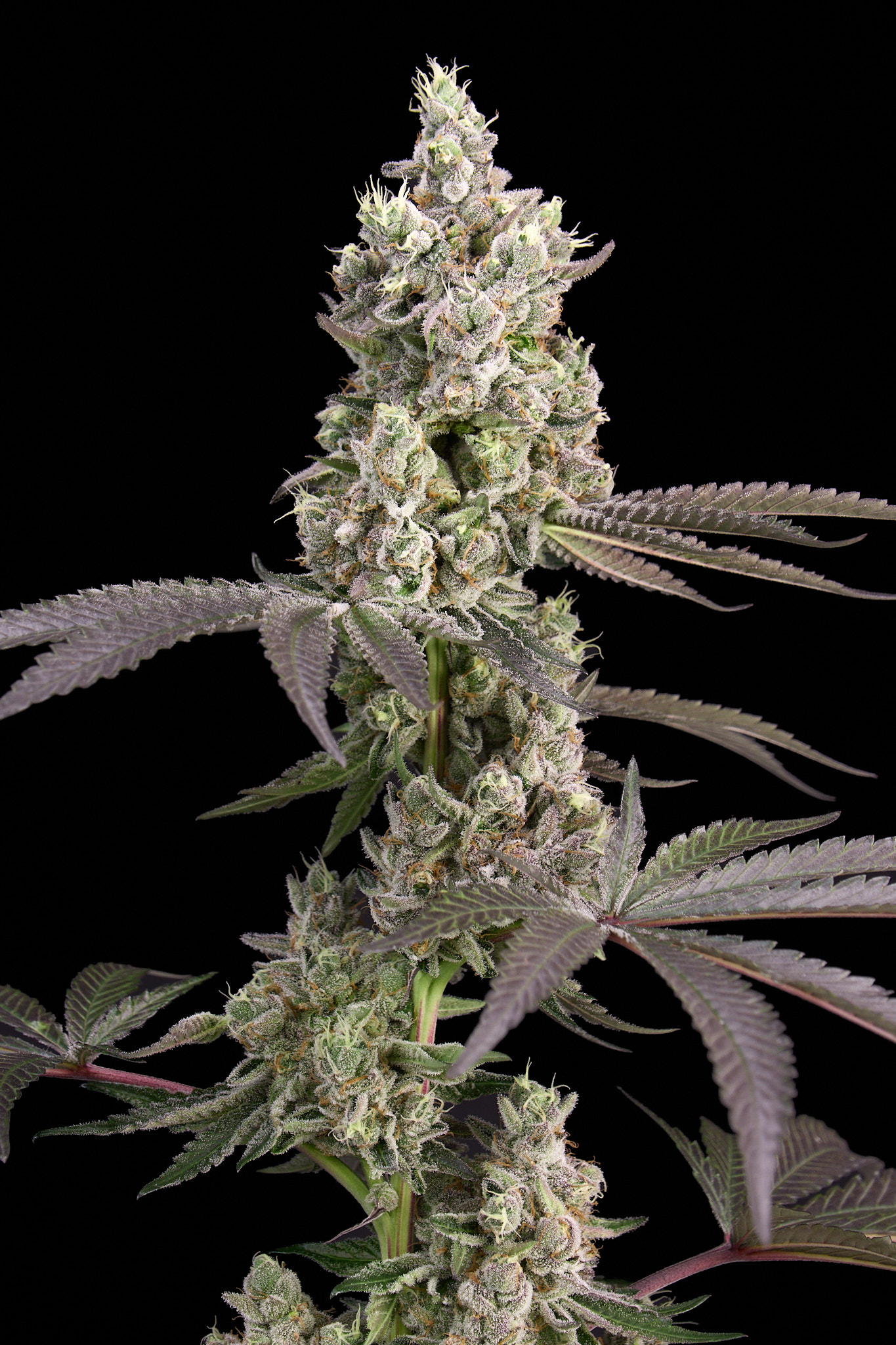 Lemon Cherry Gelato feminizada de Alpha Seeds