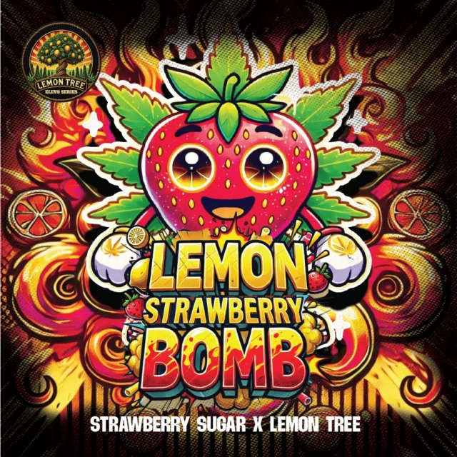 Lemon Strawberry Bomb feminizada de Elev8 Seeds