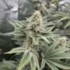 Lemon Tree S1 feminizada de Elev8 Seeds