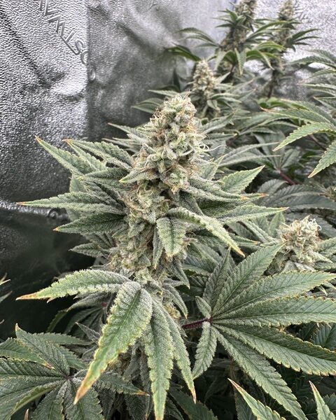 Lemon Tree S1 feminizada de Elev8 Seeds