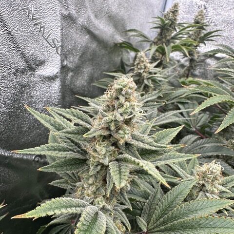 Lemon Tree S1 feminizada de Elev8 Seeds
