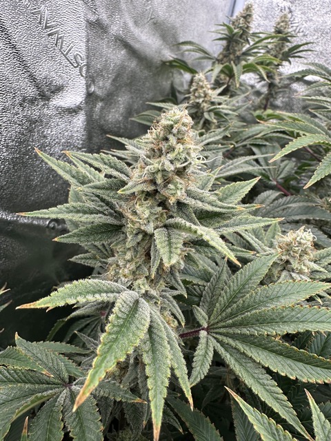 Lemon Tree S1 feminizada de Elev8 Seeds