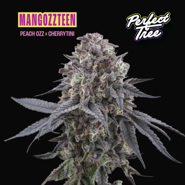 Mangozzteen feminizada de Perfect Tree