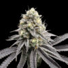 Melon Meltdown feminizada de Elev8 Seeds