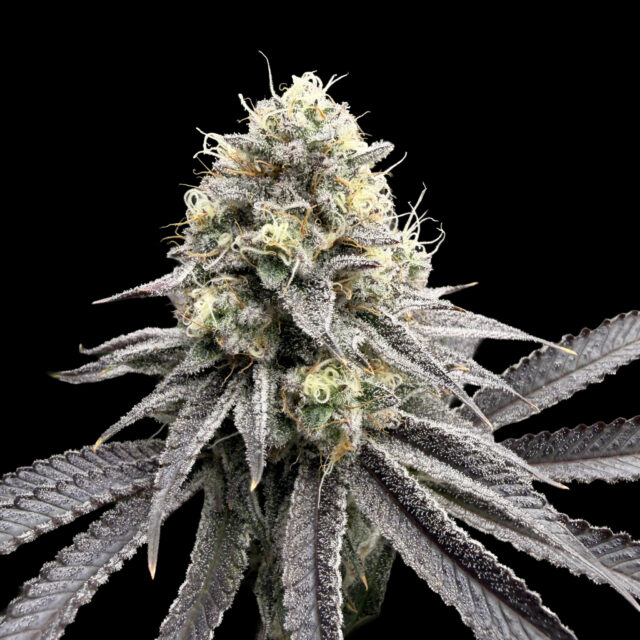 Melon Meltdown feminizada de Elev8 Seeds