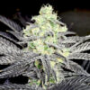 Modified Payton feminizada de Elev8 Seeds