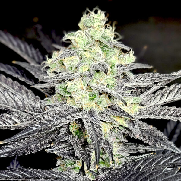 Modified Payton feminizada de Elev8 Seeds