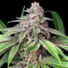 Mystery Made 2 feminizada de Elev8 Seeds