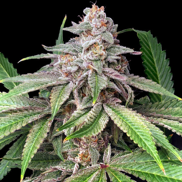Mystery Made 2 feminizada de Elev8 Seeds