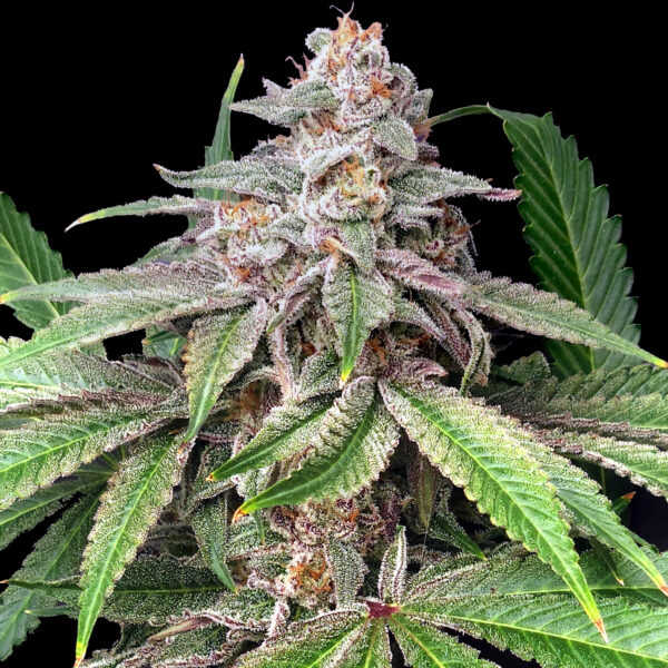 Mystery Made 2 feminizada de Elev8 Seeds