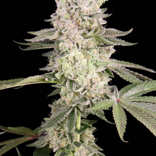 Og Kush Cake feminizada de Alpha Seeds