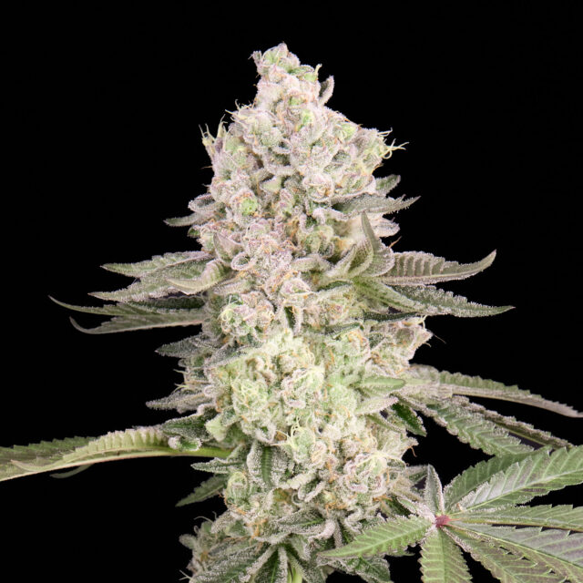 Og Kush Cake feminizada de Alpha Seeds