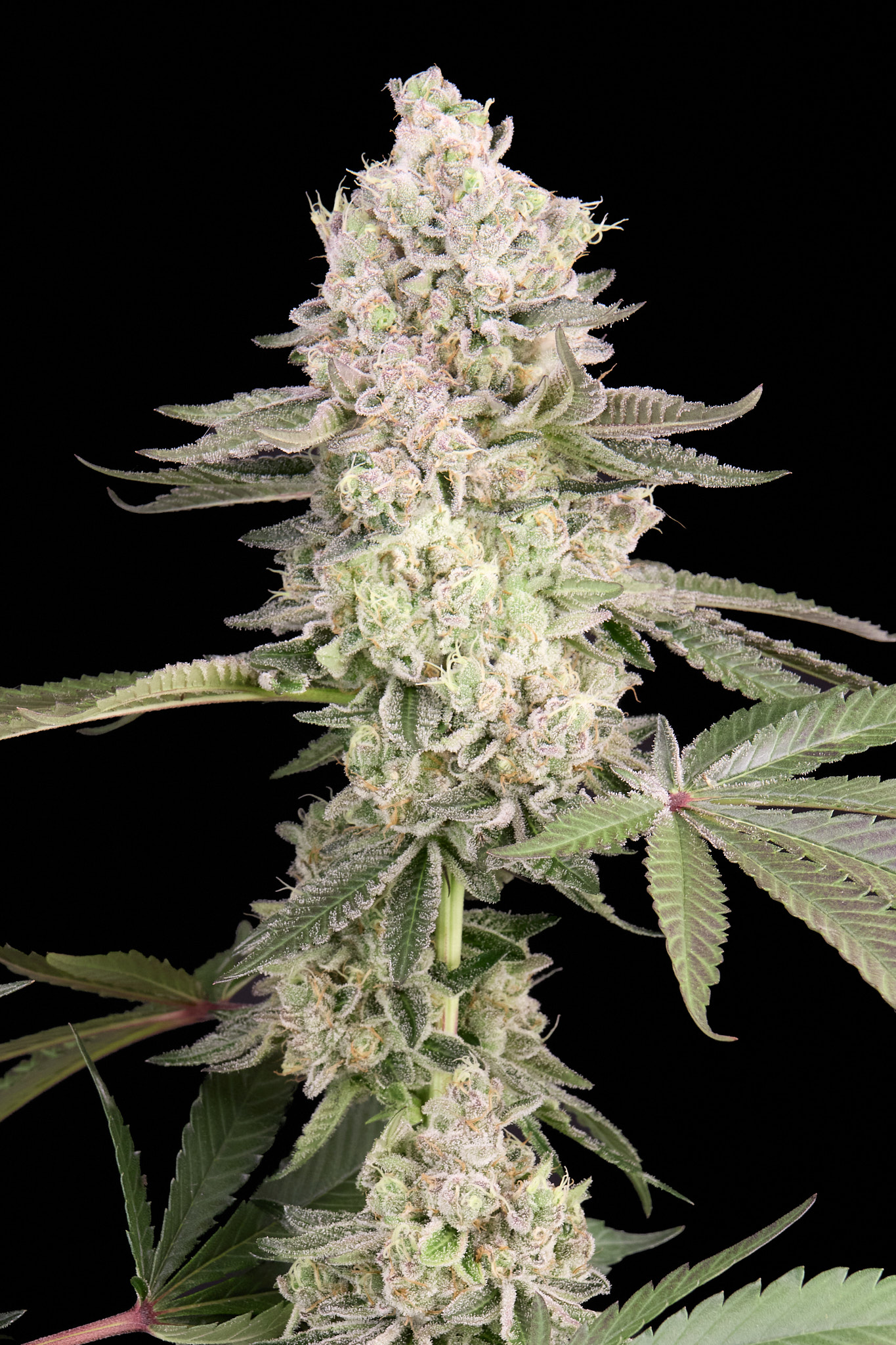 Og Kush Cake feminizada de Alpha Seeds