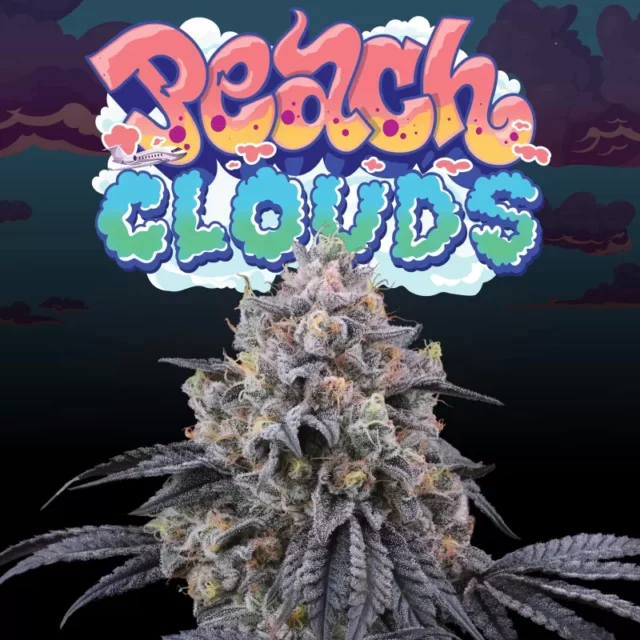 Peach Clouds feminizada de Perfect Tree