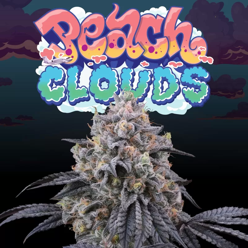 Peach Clouds feminizada de Perfect Tree