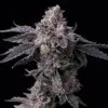 Permanent Marker x Triple Scoop feminizada de Cookies Seed Bank